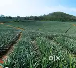 7 Acre (Agriculture, Residential) land near bus route
