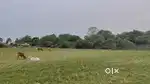 Pallavaram