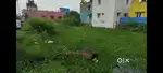 Puzhul 4200 square feet south face  land ground for sale