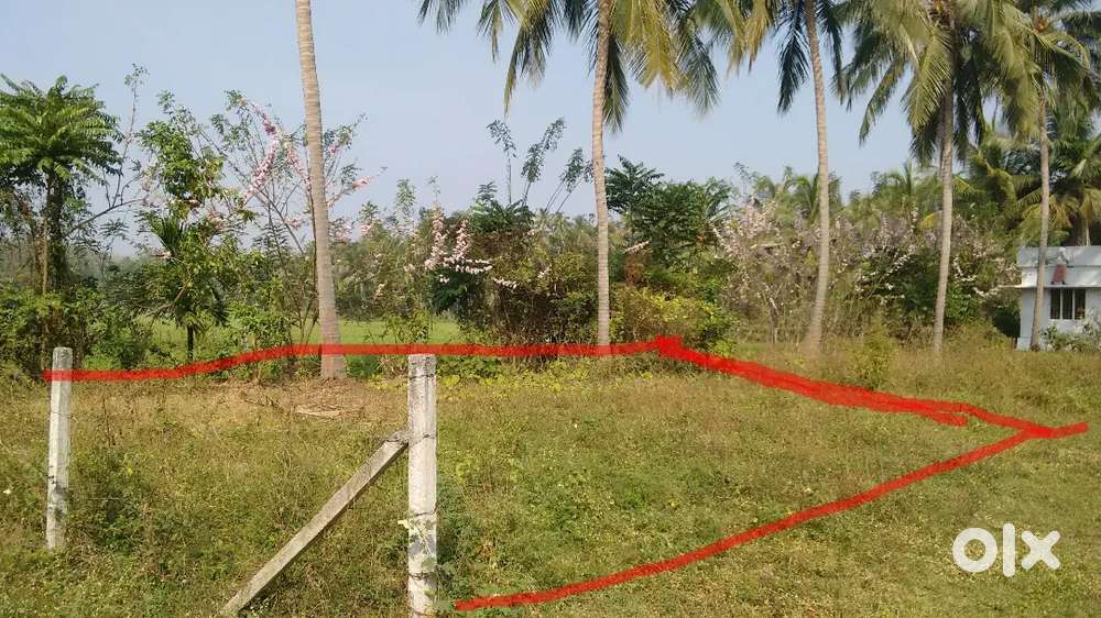 Pllarambu for sale at akathethara Sastha Nagar