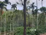 Muttodi road, Chikkamagaluru - 6.5 acre well-maintained coffee estate