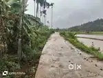 1.63 Acre Land with 3BHK House – Mananthavady Municipality, Wayanad