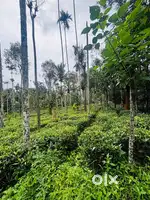 ബത്തേരി ചുള്ളിയോട് 25 സെന്റ് സ്ഥലം വില്പനയ്ക്ക്