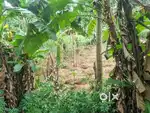 നികത്തു ഭൂമി