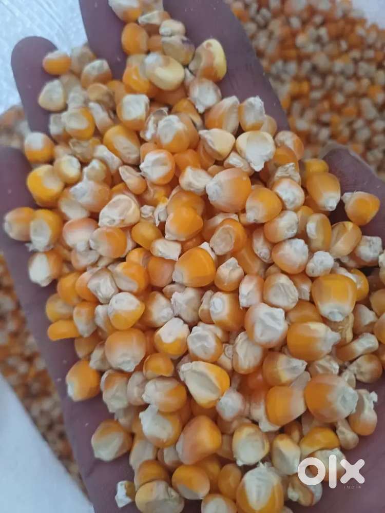 Agro company te fixed salary te job...bardhaman. zelar moddhe.