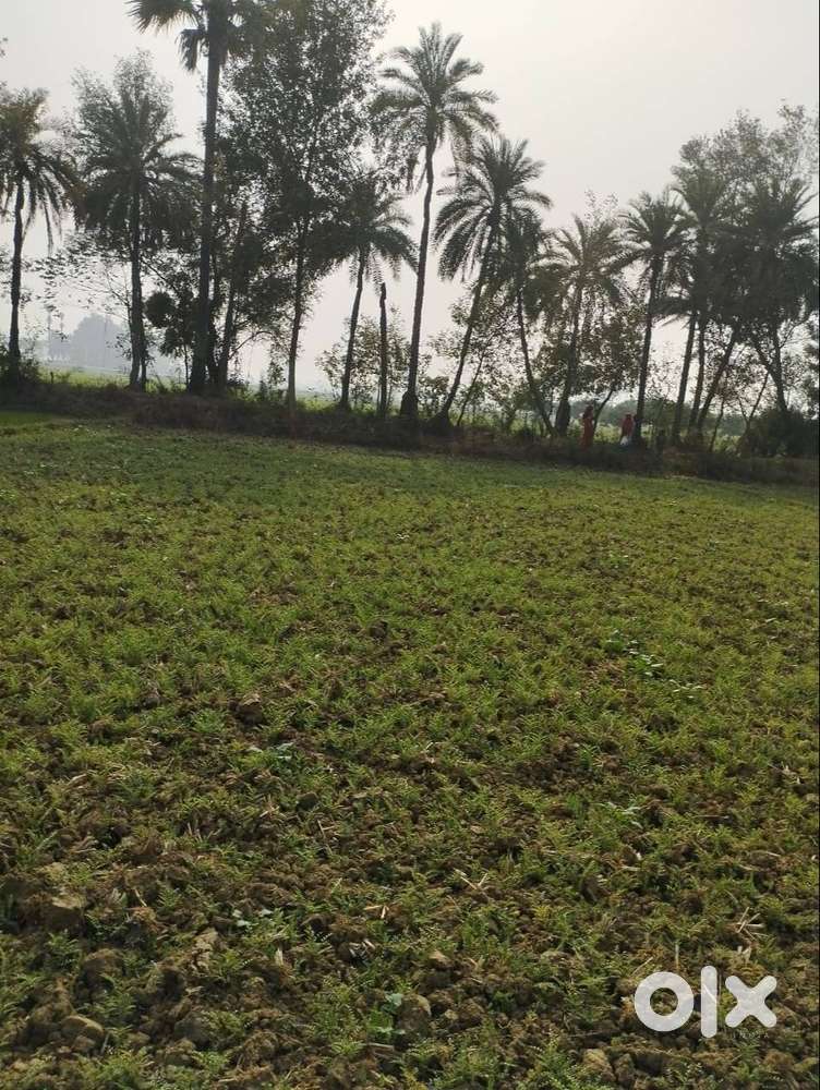 2 Bigha Agricultural Land