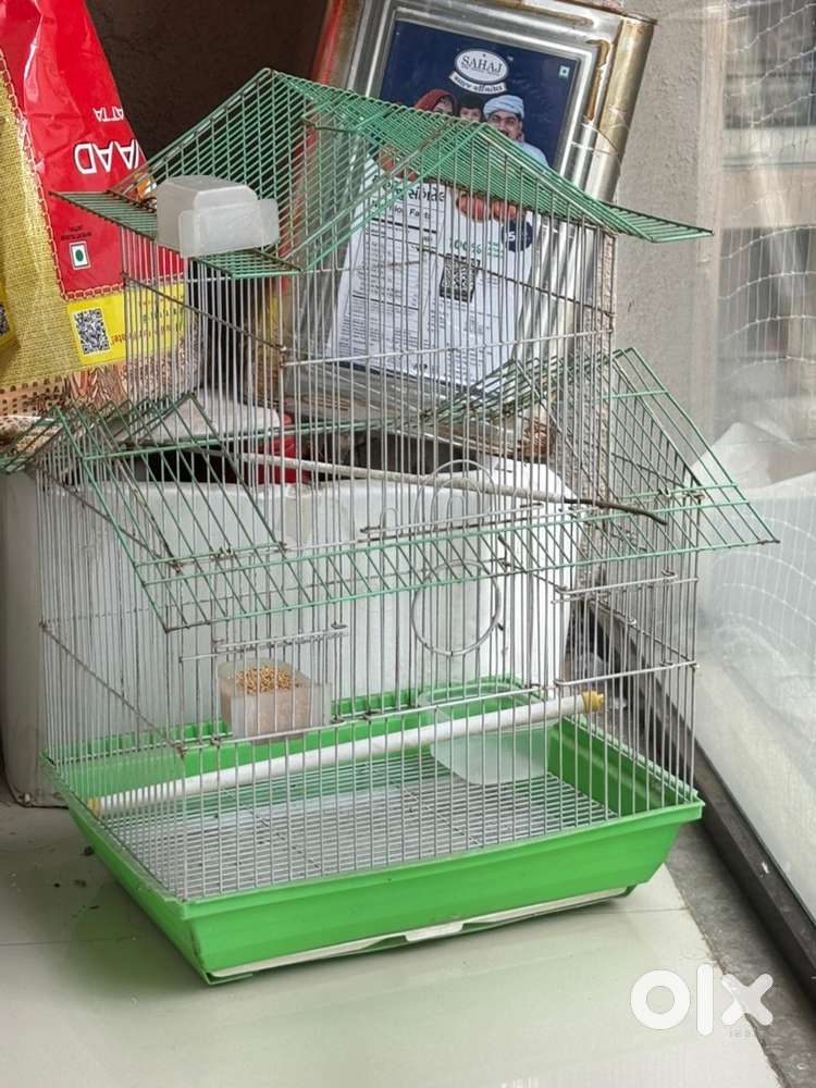 Cage birds cage
