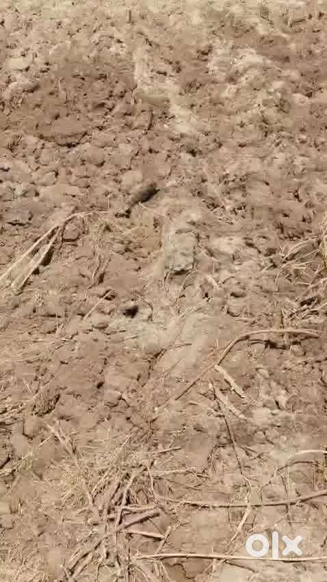 ૧૩ વીઘા  ૪ ગુંઠા વારસાઈ   ખેતી લાયક જમીન વેચાણ માટે  નાની ભલસાણ ગામ