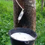 rubber bagan