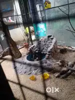 Aquarium shopilekke staffine aavashyamund..Sunday mathram aane joli