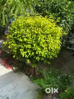 Areoteria plants