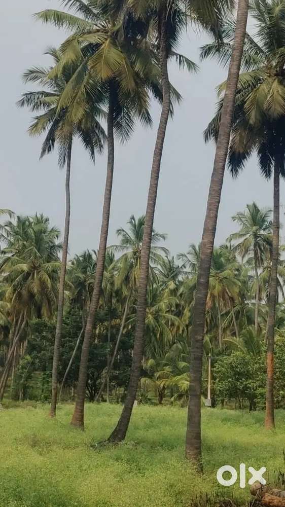 Aliyar dam nearly coconut property sales