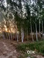 Agriculture land for sale on road