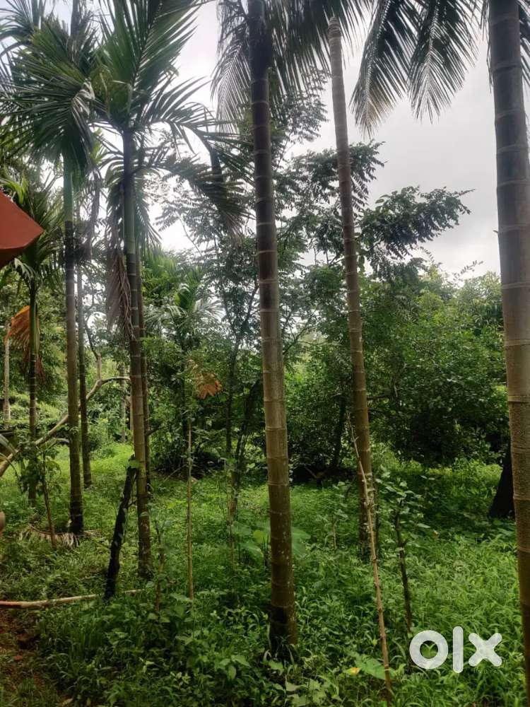 Available Plot for sale at Chodan