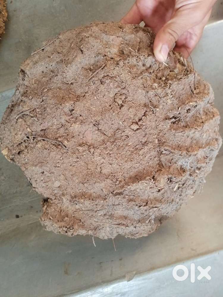 Upla [ Dung Cake]