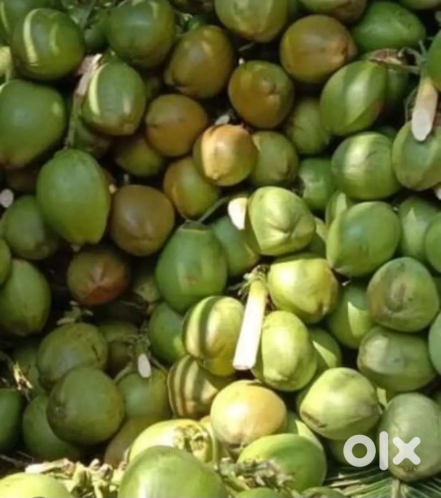 Tender coconuts for sale