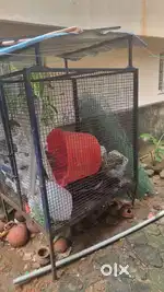 2 heavy cages for sale