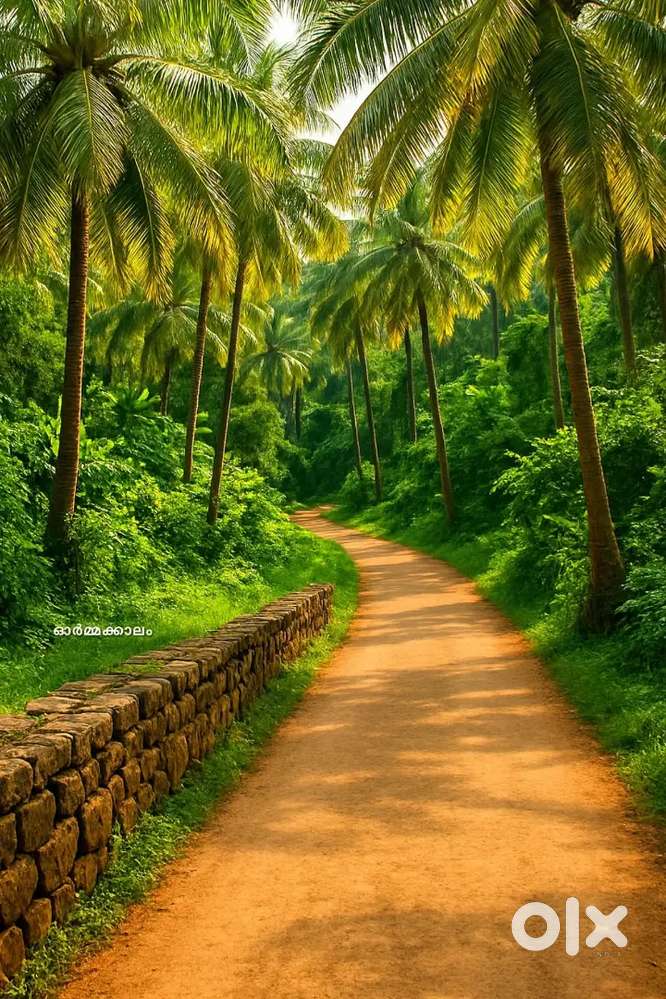 10 സെന്റ് സ്ഥലം വില്പനക്ക്