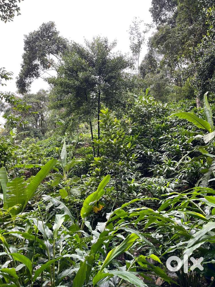 Land suitable for homestay or resort. Cardamom plantation
