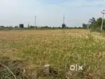 Near Gajwel,BT Road BIT,20 Guntas agriculture land for sale