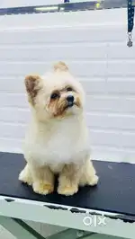 Female Pet grooming assistant