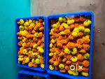 Tennis ball size Marigold flowers