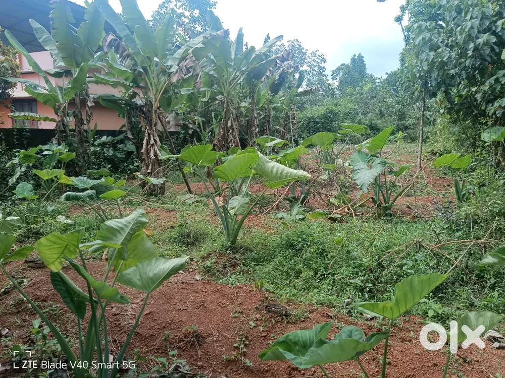 14.5 Cent Near Vettiyar Junction Plot for Sale