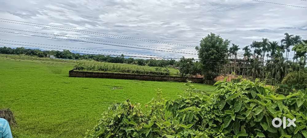 10 bigha plot for sale at bypass road touch