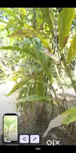 Resort plot for sale