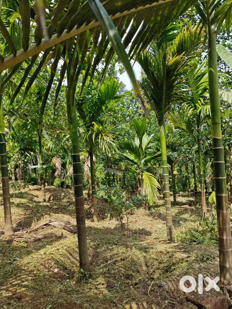 സ്ഥലം വിൽപ്പനക്ക് 14 സെൻ്റ്