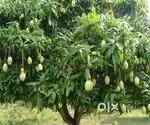 DTCP MANGO GARDEN VENGAL