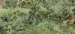 Kodaikanal shenbagnur 84 cents patta land sales Per cent Rs. 400,000/-