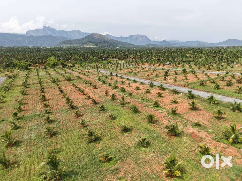 Low budject farmland for sale in karamadai (dhayanur)