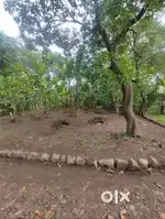 15 Cent Residential Plot for Sale in Vaka, Thrissur