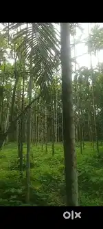 I want to sell my 75 cents property...it's from kulshekar mangalore