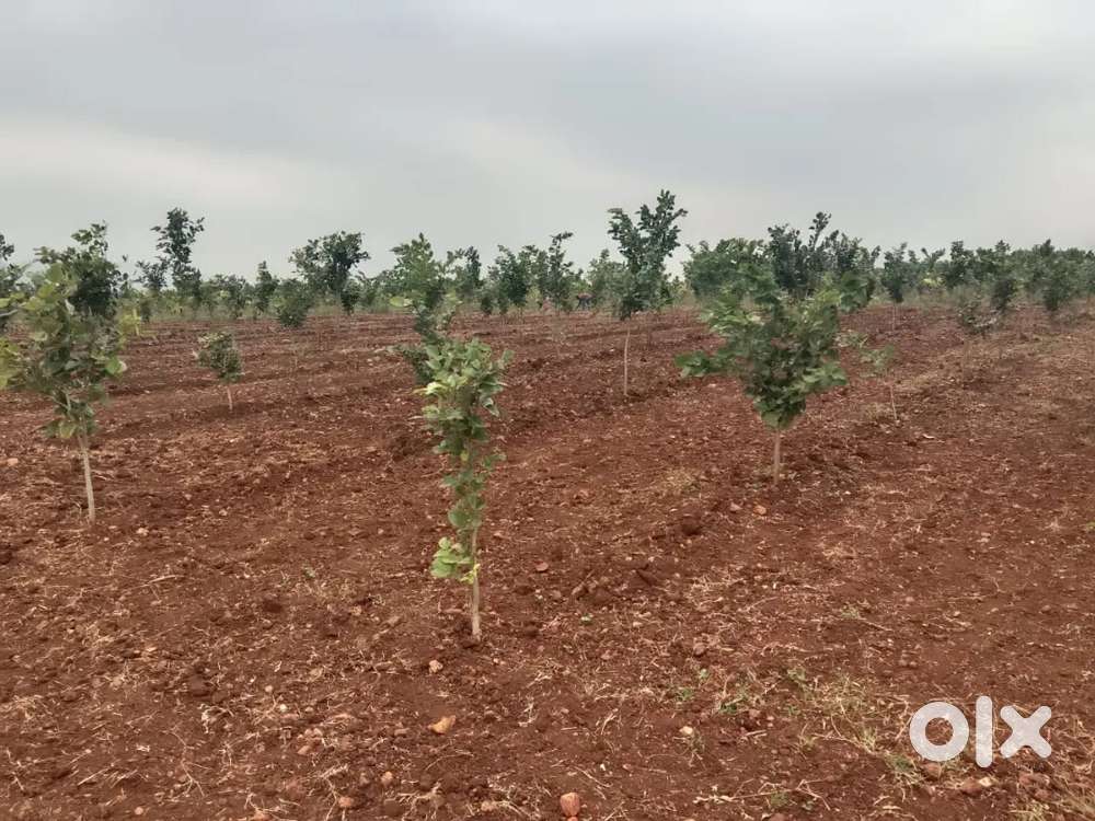 భూమి లో బంగారం పండాలంటే ఎర్రచందనం సాగు తో సాధ్యం 18 లక్షలకే