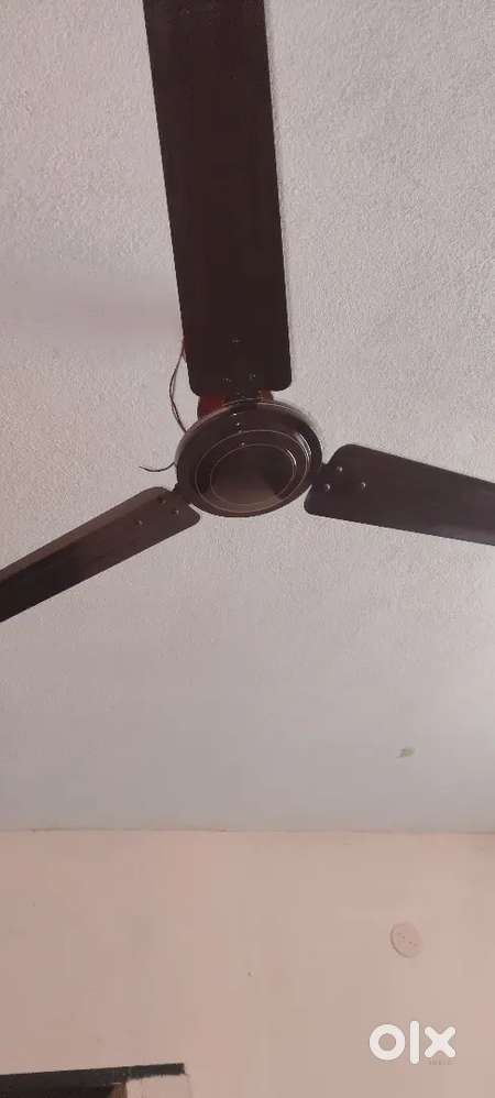Asian celing fan
