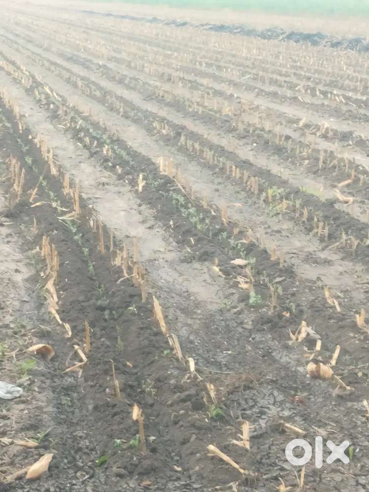 3.50 acre's near Bellary 20 km asundi village each acrs 25 lks