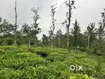 86 CENT TEA LAND FOR SALE IN MANANTHAVADY