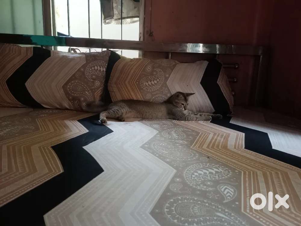 King Size bed with mattress and 2 almirah for sale