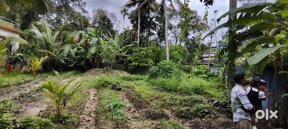 Kanjikuzhi mararikulam cherthala