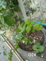 Healthy plants