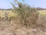 Agriculture Land for sale in Sudambi village, Byadagi Taluk