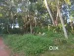 Kilimanoor alamkode 1.40 acre land rubber by road frontage