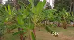 Rectangular Plot in Pariyaram - Chalakudy with 90 feet frontage
