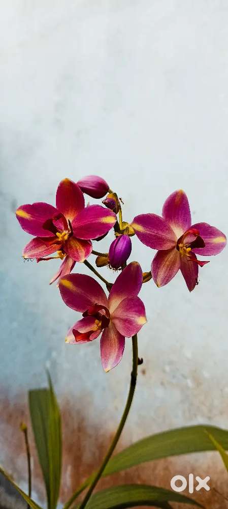 Orchid plant