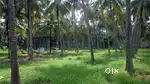 cheap & best coconut farm land for sale in Krishnagiri