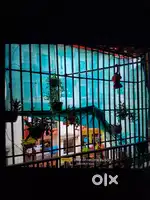 2BHK  2bedroom, 1halll