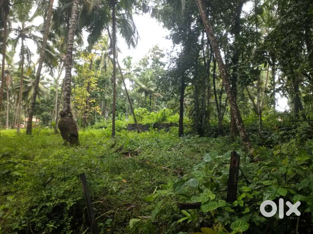 22 cent commercial plot for sale near nadakkavu