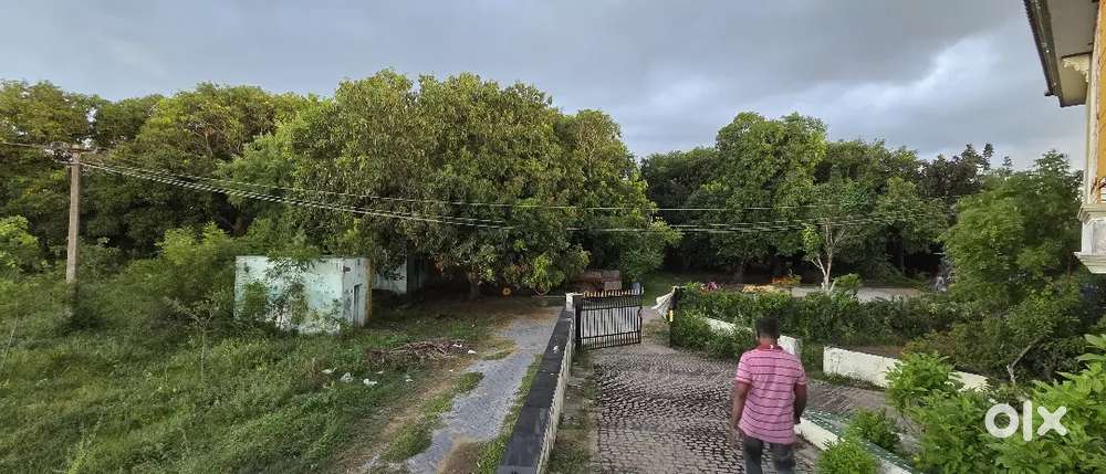 ECR , NEXT TO KALPAKKAM JUNCTION 4 ACRES SEA SIDE MANGO FARM FOR SALE